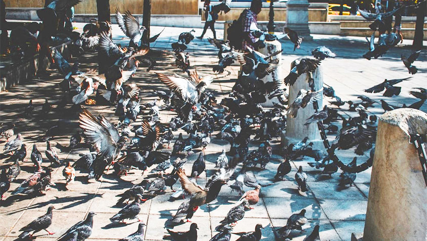 Comment éloigner les pigeons ?