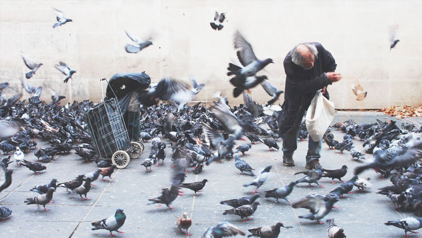 Pourquoi le pigeon est-il nuisible ?